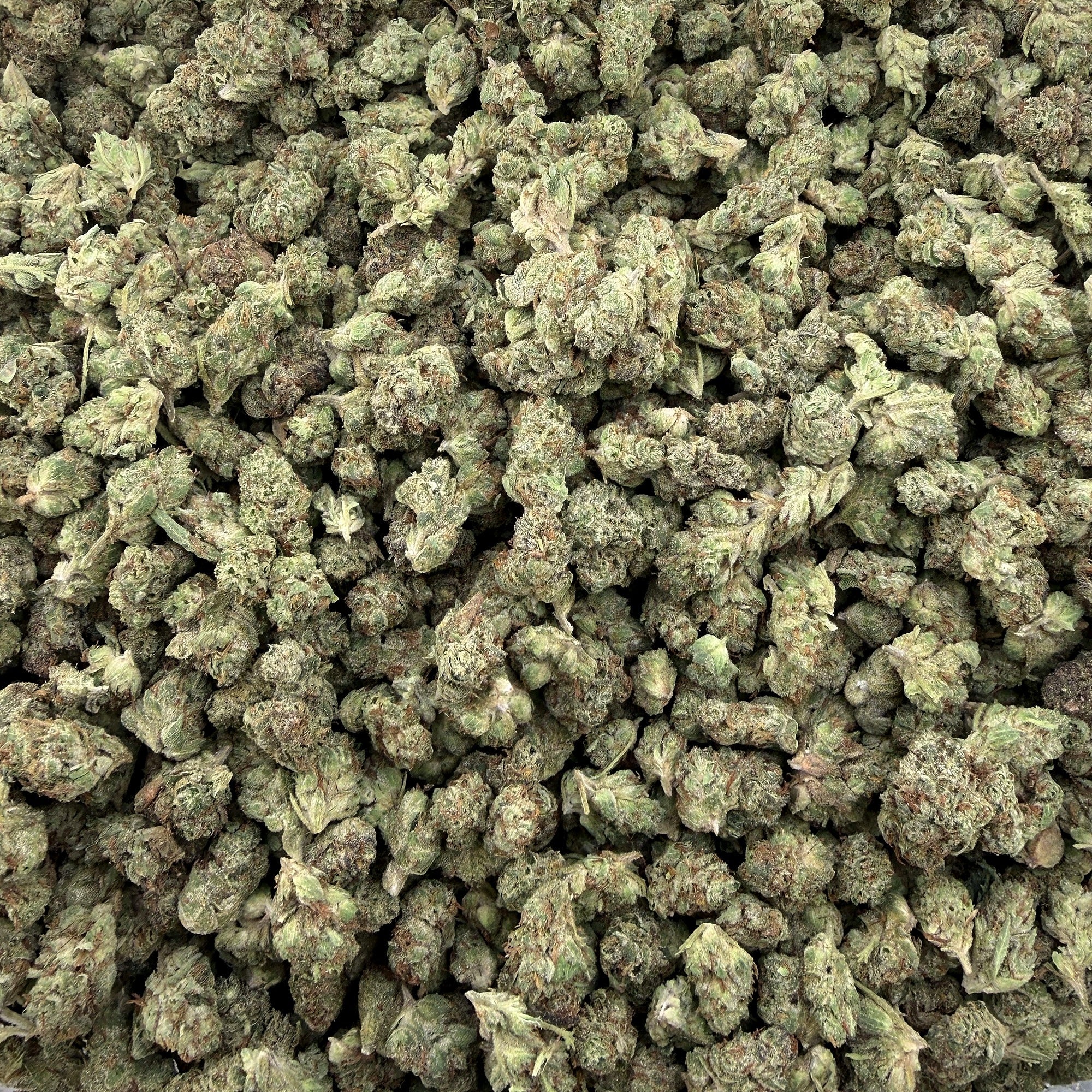Government Oasis smalls THCA flower — premium